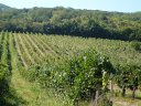 South Moravia - Mikulov