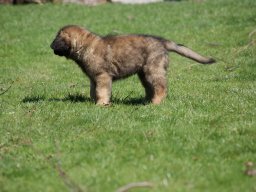 Leonberger