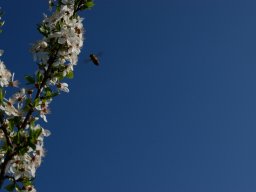 007-spring