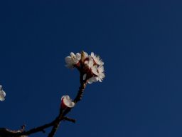 008-spring