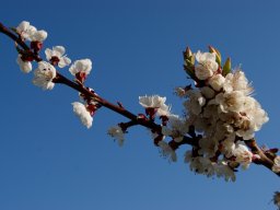009-spring