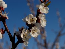 010-spring