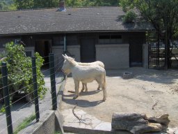 002-zoo