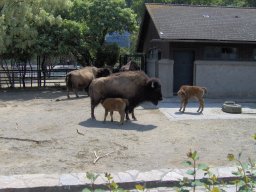003-zoo