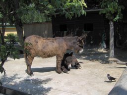 004-zoo