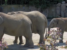 009-zoo